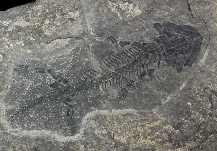 Discosauriscus (Early Permian Reptiliomorph) #62696